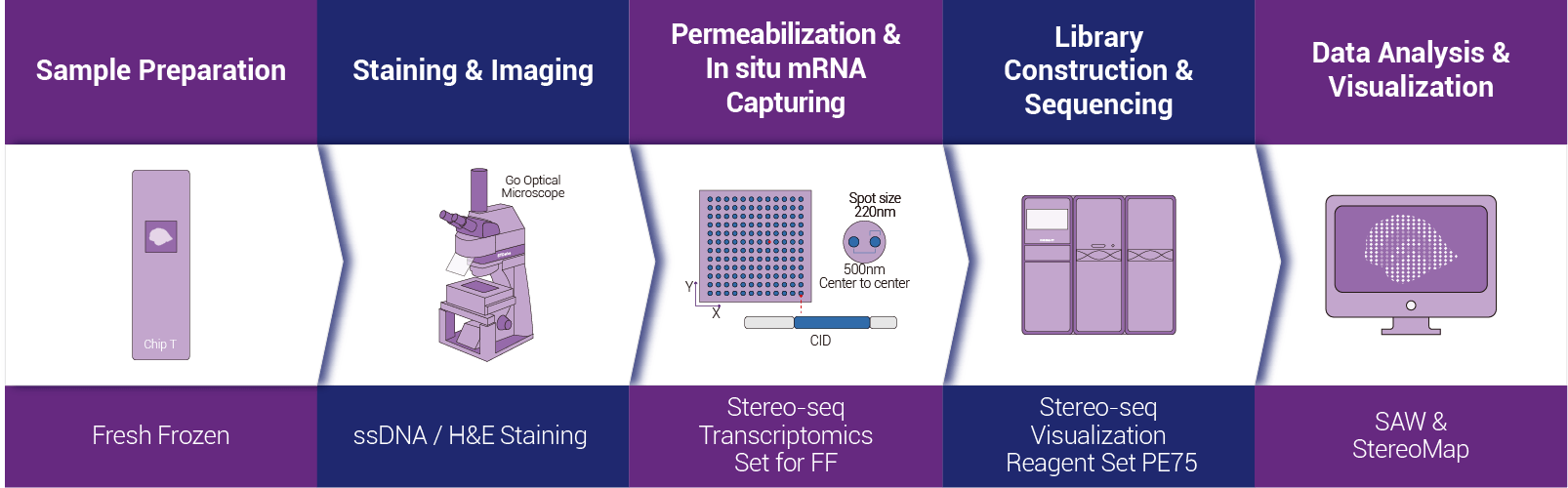 STOmics Stereo-seq Transcriptomics LCD FF workflow